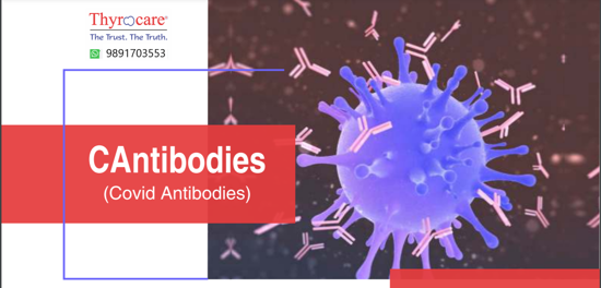 C Antibody 3